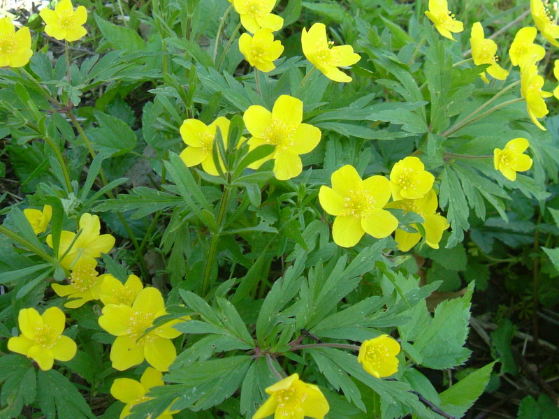Anemonoides ranunculoides / Anemone gialla